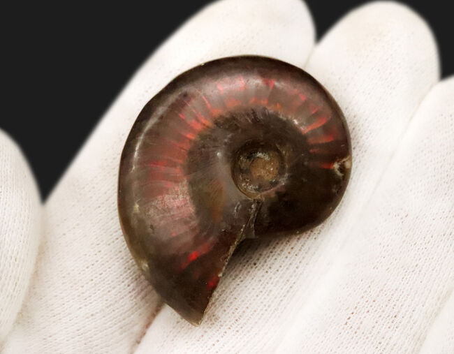 赤い遊色が目を引く！マダガスカル・マハジャンガ産 遊色アンモナイト「クレオニセラス（Cleoniceras）」（その4）