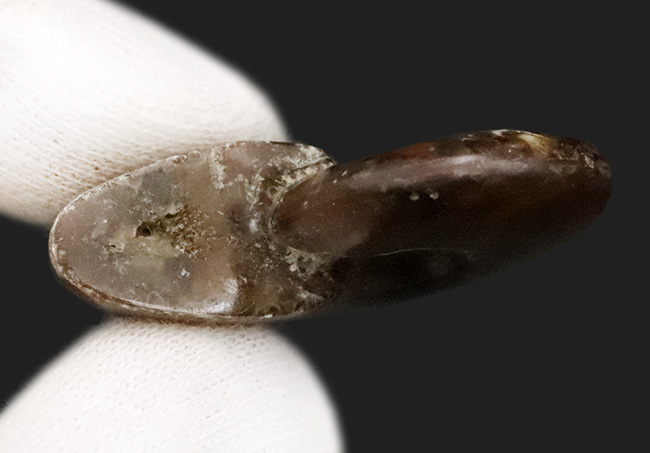 赤い遊色が目を引く！マダガスカル・マハジャンガ産 遊色アンモナイト「クレオニセラス（Cleoniceras）」（その5）