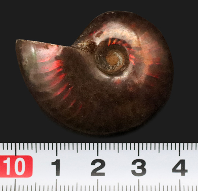 赤い遊色が目を引く！マダガスカル・マハジャンガ産 遊色アンモナイト「クレオニセラス（Cleoniceras）」（その6）