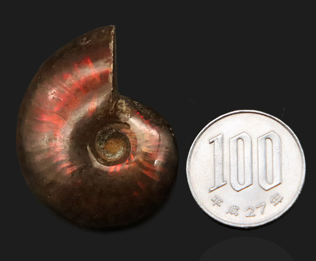 赤い遊色が目を引く！マダガスカル・マハジャンガ産 遊色アンモナイト「クレオニセラス（Cleoniceras）」（その7）