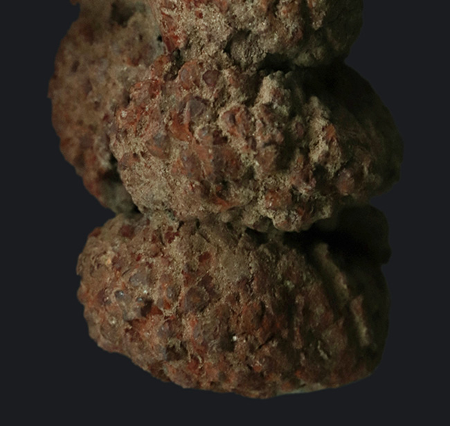 キノコの石 Amazon | NEOLITHIC AGE 掘るキノコ 化石セット 4種類の天然クリスタル