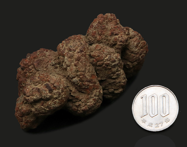 マダガスカルはベシボコ地方で発見された、約５０００万年前の爬虫類の糞の化石（コプロライト・Coprolite）（その7）