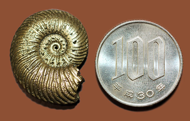 パイライト化したロシア産アンモナイト、クエンステッドセラス