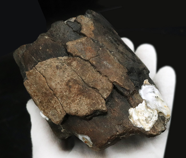 レア！マンモス化石コレクター必見のアイテム、コロンビアマンモス