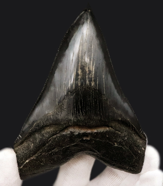 ザ・ブラックメガロドン!黒色を呈する、芸術品のような美しさを持つ、メガロドン(Carcharocles megalodon)の歯化石(その2)