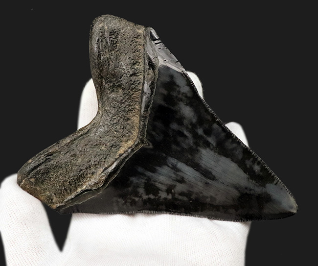 ザ・ブラックメガロドン!黒色を呈する、芸術品のような美しさを持つ、メガロドン(Carcharocles megalodon)の歯化石(その4)