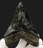 ザ・ブラックメガロドン！黒色を呈する、芸術品のような美しさを持つ、メガロドン（Carcharocles megalodon）の歯化石