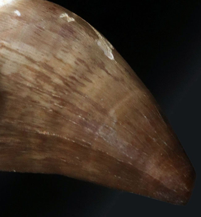 極太&ナチュラル!白亜紀後期の海の王者、モササウルス(Mosasaurus)の歯化石(その6)