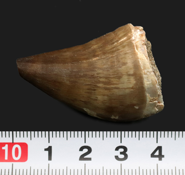 極太&ナチュラル!白亜紀後期の海の王者、モササウルス(Mosasaurus)の歯化石(その8)