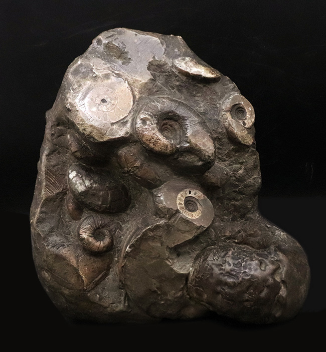 アンモナイトタワー!圧巻の群集標本!北海道のアンモナイト(Ammonite)の見本市(その1)
