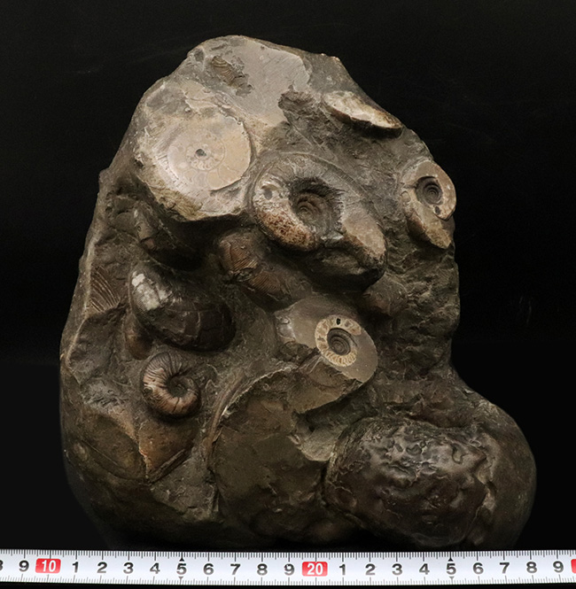 アンモナイトタワー!圧巻の群集標本!北海道のアンモナイト(Ammonite)の見本市(その11)