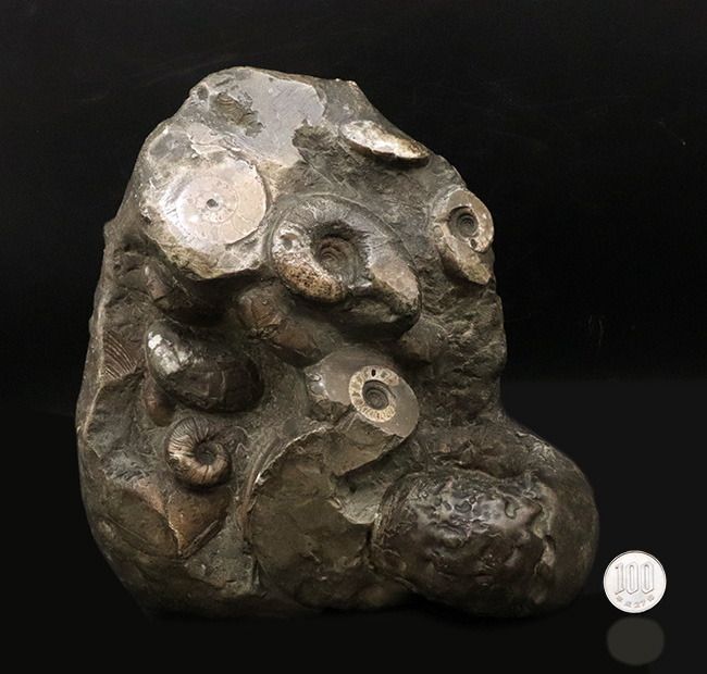 アンモナイトタワー!圧巻の群集標本!北海道のアンモナイト(Ammonite)の見本市(その12)