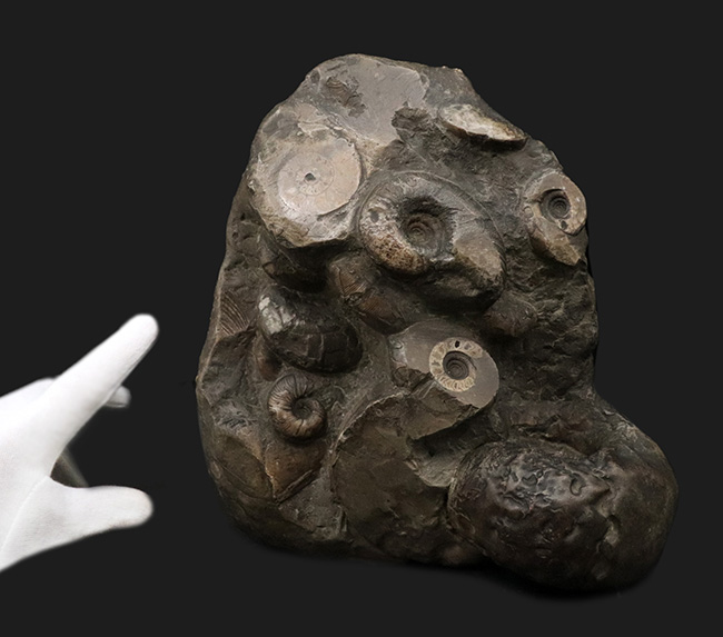 アンモナイトタワー!圧巻の群集標本!北海道のアンモナイト(Ammonite)の見本市(その2)