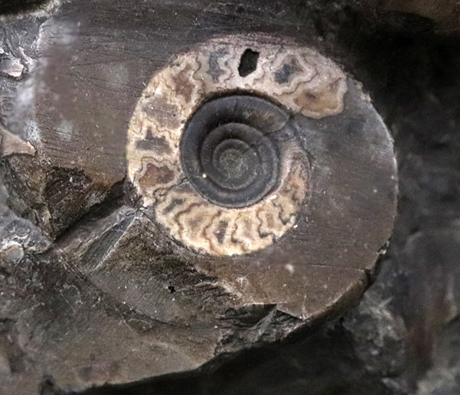 アンモナイトタワー!圧巻の群集標本!北海道のアンモナイト(Ammonite)の見本市(その3)
