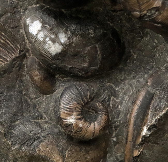 アンモナイトタワー!圧巻の群集標本!北海道のアンモナイト(Ammonite)の見本市(その4)