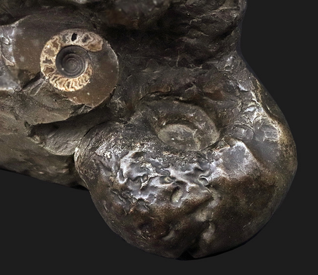 アンモナイトタワー!圧巻の群集標本!北海道のアンモナイト(Ammonite)の見本市(その5)