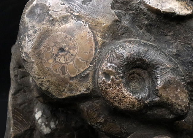 アンモナイトタワー!圧巻の群集標本!北海道のアンモナイト(Ammonite)の見本市(その6)