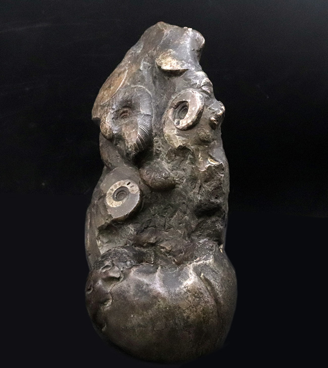 アンモナイトタワー!圧巻の群集標本!北海道のアンモナイト(Ammonite)の見本市(その7)