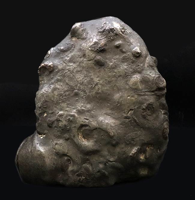 アンモナイトタワー!圧巻の群集標本!北海道のアンモナイト(Ammonite)の見本市(その8)