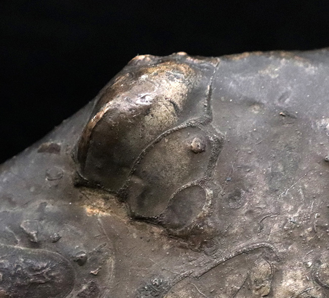 アンモナイトタワー!圧巻の群集標本!北海道のアンモナイト(Ammonite)の見本市(その9)