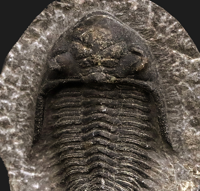 左右対称の素直なポーズ！各部保存状態良好なカイセロプス（Kayserops）の上質個体（その5）