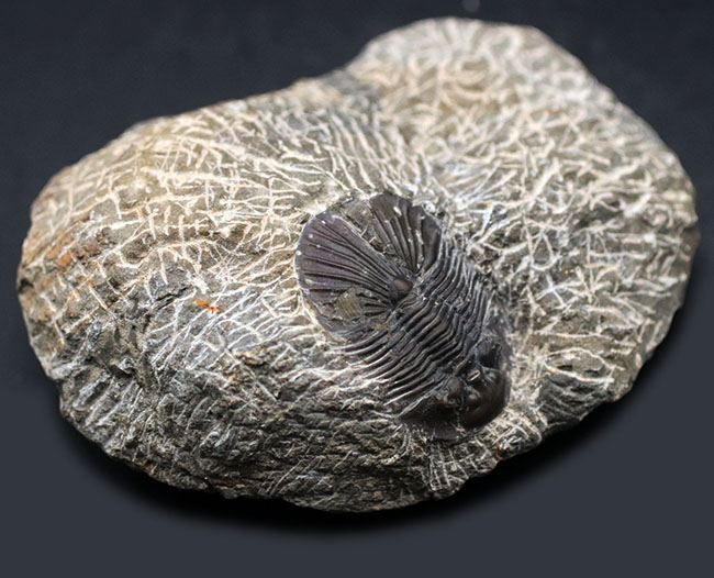 扇状の大きな尾板が特徴、モロッコ産デボン紀の三葉虫、スクテラム 三