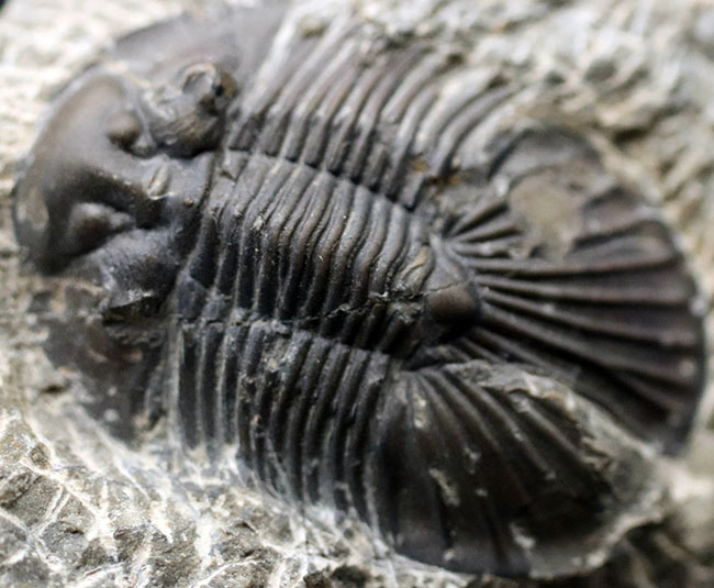 扇状の大きな尾板が特徴、モロッコ産デボン紀の三葉虫、スクテラム 三