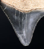 長年保存されてきたとは思えない抜群の状態！滅多に手に入らない国産の上質のサメの歯化石