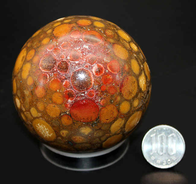 爬虫類の鱗を彷彿とさせる、グロテスクな模様！550グラムの大玉