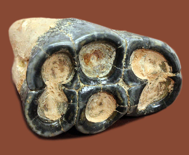 貝も殻ごとバリバリ食べた？絶滅大型哺乳類デスモスチルスの歯化石（Desmostylus hesperus）（その1）