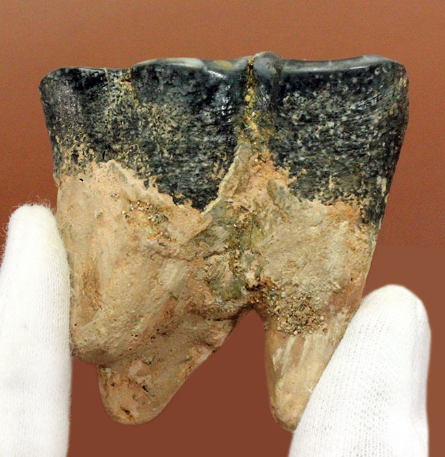 貝も殻ごとバリバリ食べた?絶滅大型哺乳類デスモスチルスの歯化石(Desmostylus hesperus)(その10)