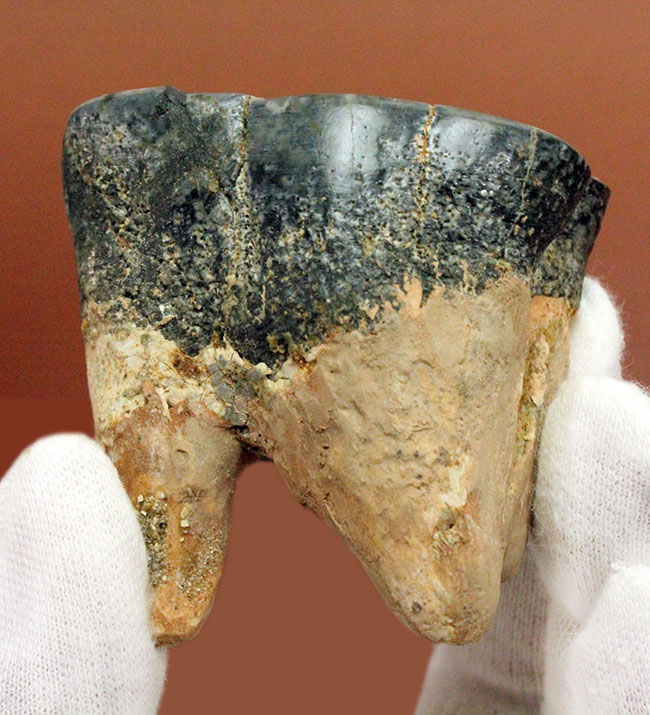 貝も殻ごとバリバリ食べた?絶滅大型哺乳類デスモスチルスの歯化石(Desmostylus hesperus)(その11)