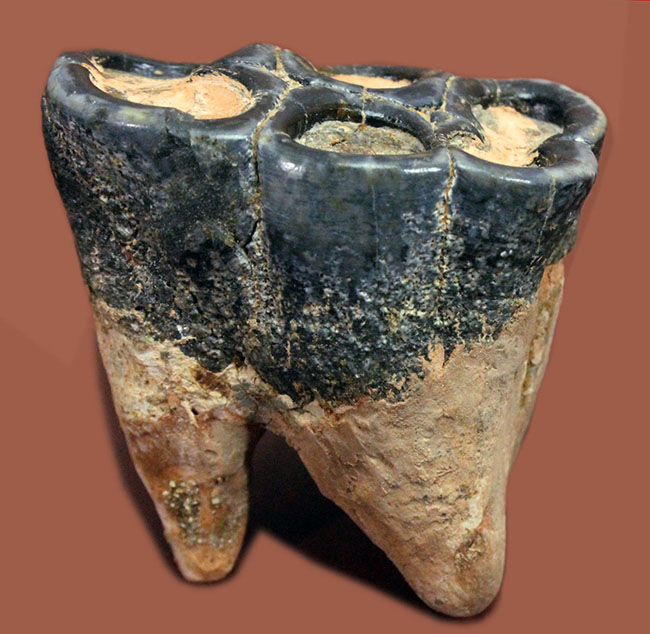 貝も殻ごとバリバリ食べた?絶滅大型哺乳類デスモスチルスの歯化石(Desmostylus hesperus)(その2)