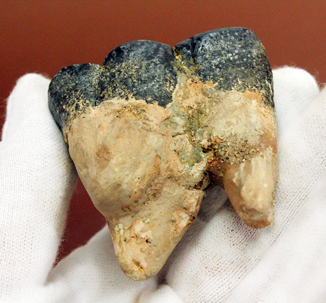貝も殻ごとバリバリ食べた？絶滅大型哺乳類デスモスチルスの歯化石（Desmostylus hesperus）（その3）