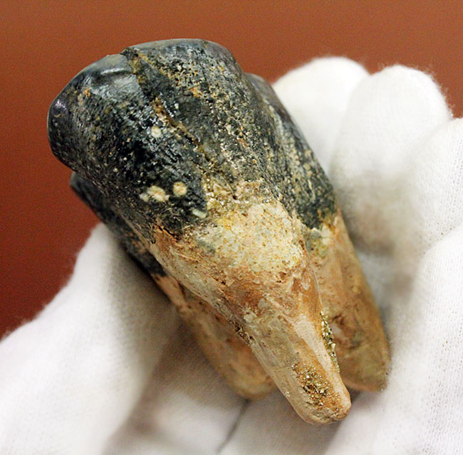 貝も殻ごとバリバリ食べた？絶滅大型哺乳類デスモスチルスの歯化石（Desmostylus hesperus）（その4）