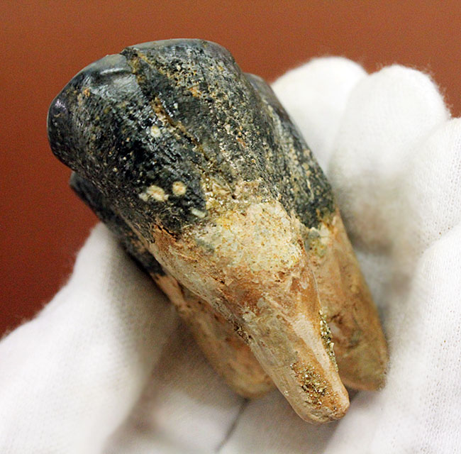 貝も殻ごとバリバリ食べた?絶滅大型哺乳類デスモスチルスの歯化石(Desmostylus hesperus)(その4)