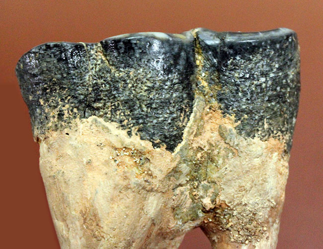 貝も殻ごとバリバリ食べた?絶滅大型哺乳類デスモスチルスの歯化石(Desmostylus hesperus)(その7)