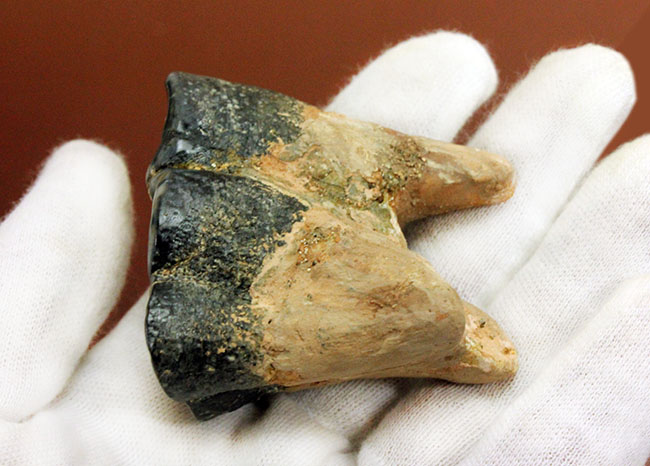 貝も殻ごとバリバリ食べた?絶滅大型哺乳類デスモスチルスの歯化石(Desmostylus hesperus)(その9)