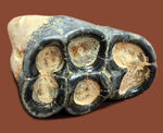 貝も殻ごとバリバリ食べた？絶滅大型哺乳類デスモスチルスの歯化石（Desmostylus hesperus）