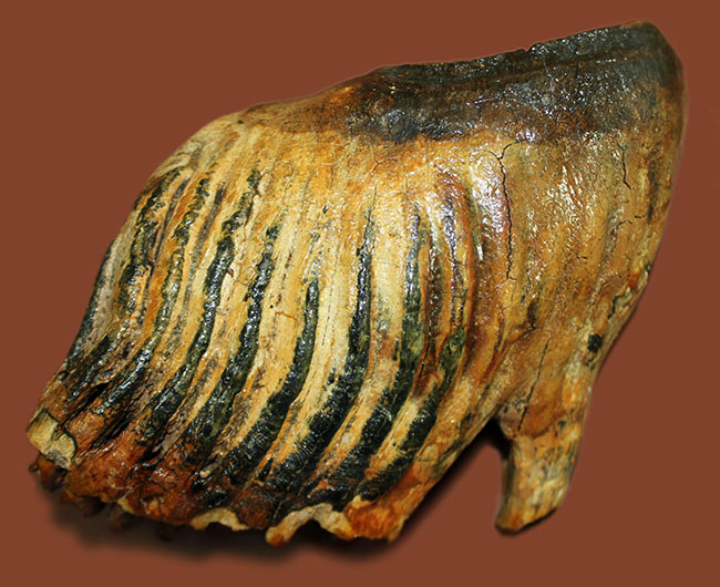 オランダ産ウーリー（ケナガ）マンモスの臼歯の化石。全形が残る良質品。（その1）