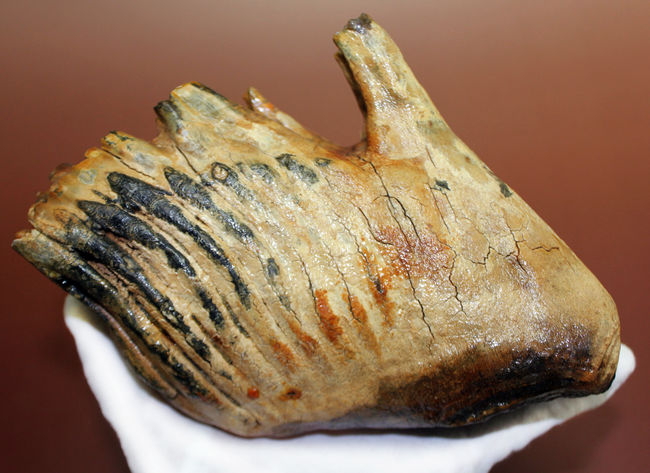 オランダ産ウーリー（ケナガ）マンモスの臼歯の化石。全形が残る良質品。（その10）