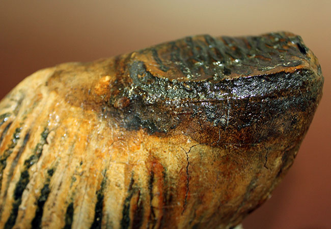 オランダ産ウーリー（ケナガ）マンモスの臼歯の化石。全形が残る良質品。（その11）