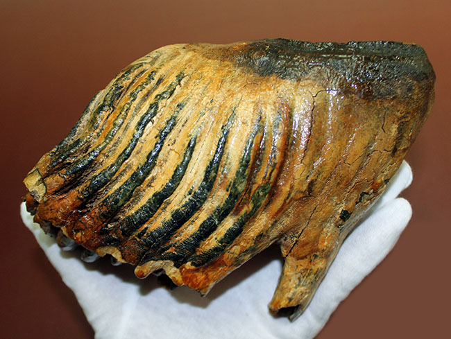 オランダ産ウーリー（ケナガ）マンモスの臼歯の化石。全形が残る良質品。（その13）