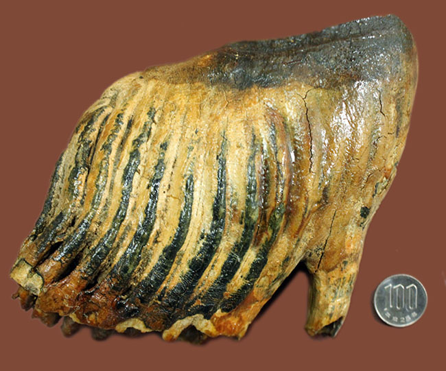 オランダ産ウーリー（ケナガ）マンモスの臼歯の化石。全形が残る良質品。（その14）