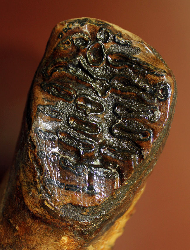 オランダ産ウーリー（ケナガ）マンモスの臼歯の化石。全形が残る良質品。（その2）