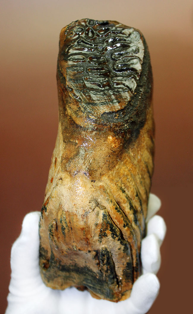 オランダ産ウーリー（ケナガ）マンモスの臼歯の化石。全形が残る良質品。（その3）
