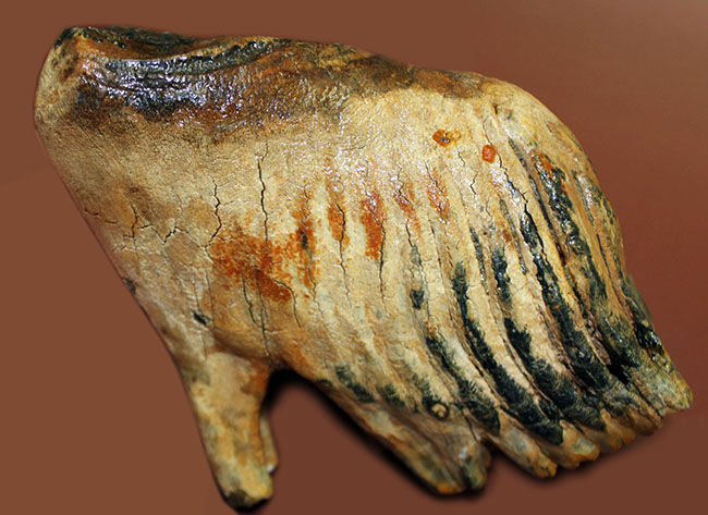 オランダ産ウーリー（ケナガ）マンモスの臼歯の化石。全形が残る良質品。（その4）