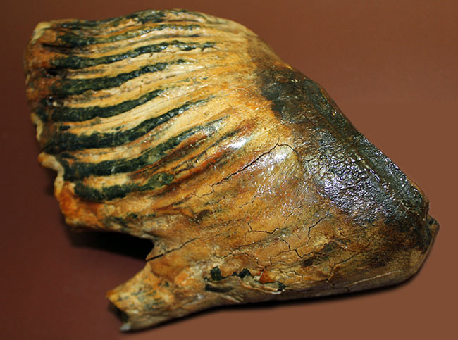 オランダ産ウーリー（ケナガ）マンモスの臼歯の化石。全形が残る良質品。（その5）