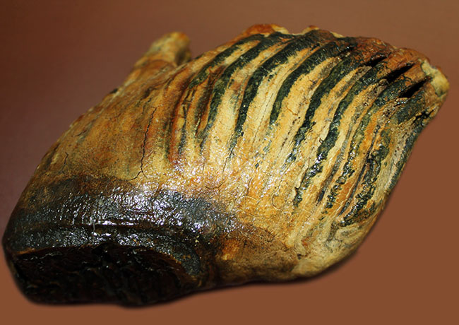 オランダ産ウーリー（ケナガ）マンモスの臼歯の化石。全形が残る