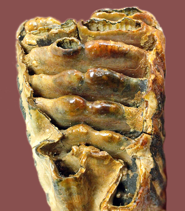 オランダ産ウーリー（ケナガ）マンモスの臼歯の化石。全形が残る良質品。（その7）